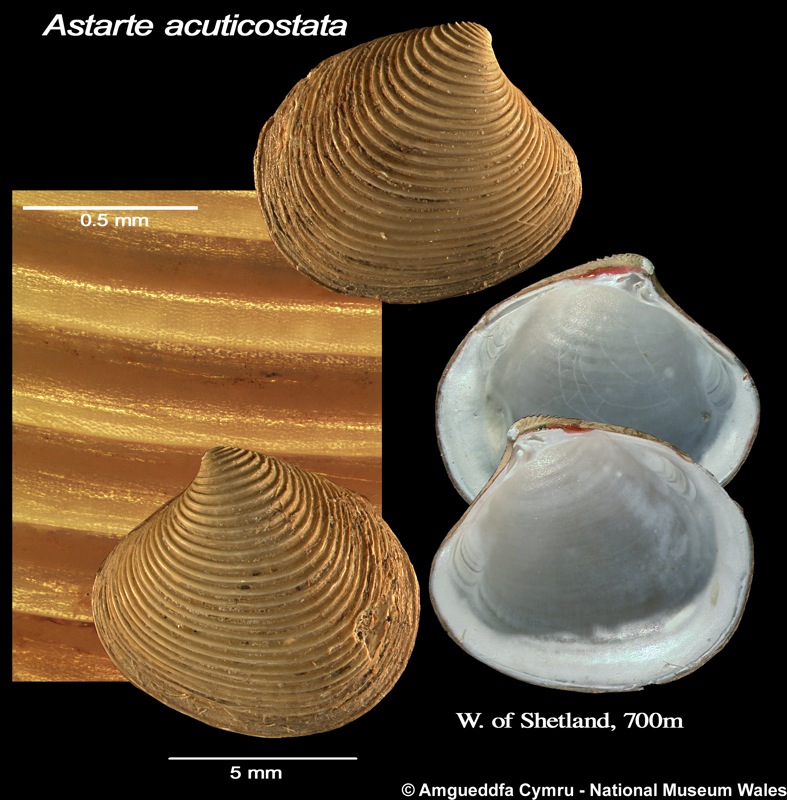 Astarte acuticostata Friele, 1877