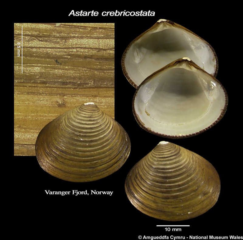 Astarte crebricostata Macandrew & Forbes, 1847