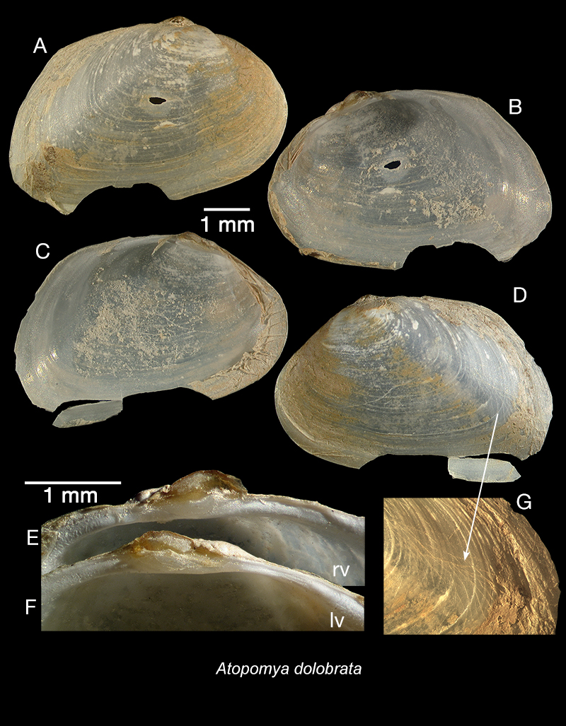 Atopomya dolobrata Oliver, 2013