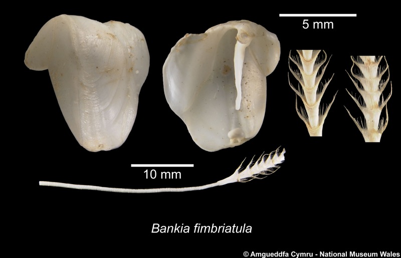 Bankia fimbriatula Moll & Roch, 1931
