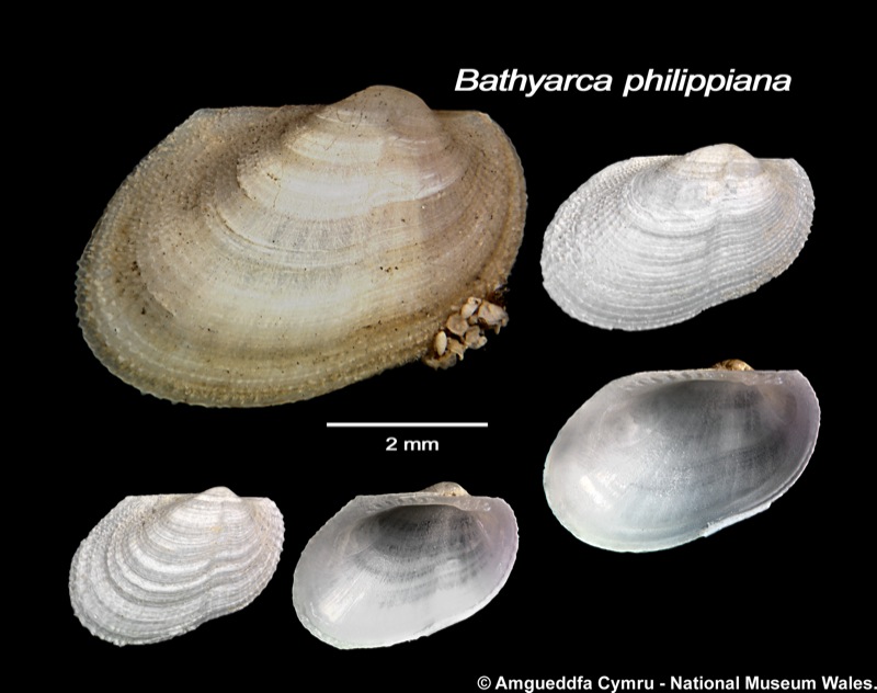 Bathyarca philippiana (Nyst, 1848)