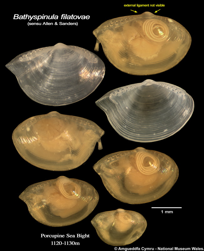 Bathyspinula filatovae (Knudsen, 1967)