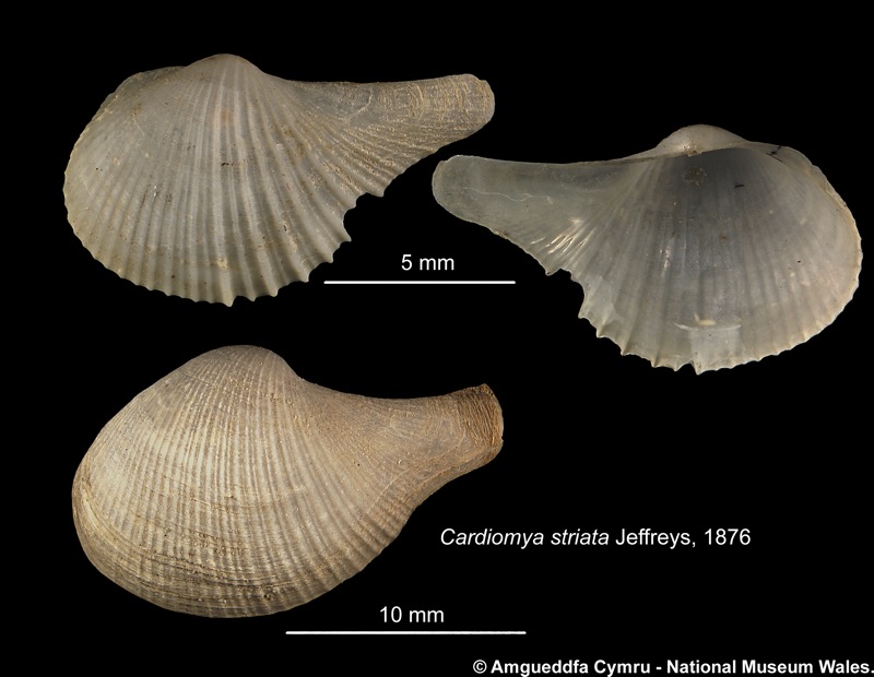 Cardiomya striata (Jeffreys, 1876)