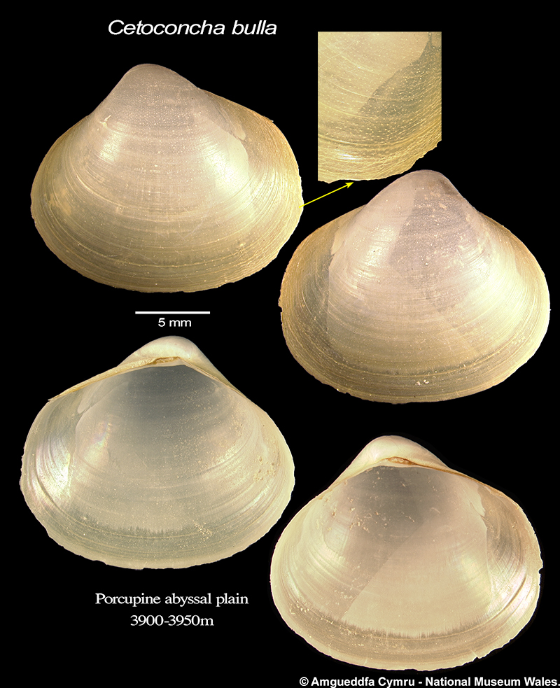 Cetoconcha bulla (Dall, 1881)