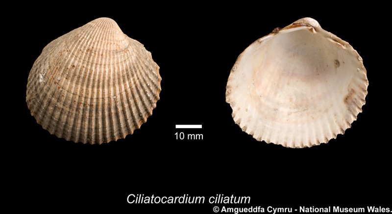 Ciliatocardium ciliatum (O Fabricius, 1780)