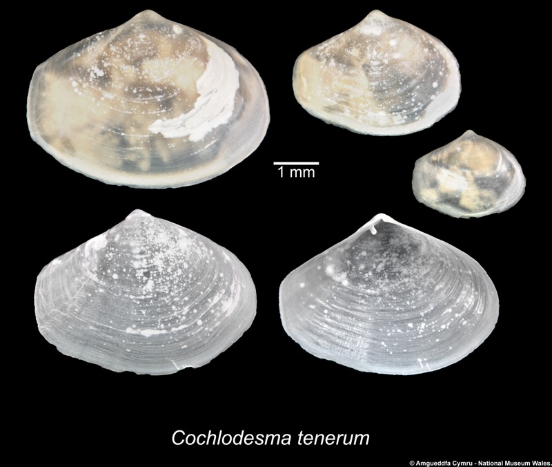 Cochlodesma tenerum Fischer 1882