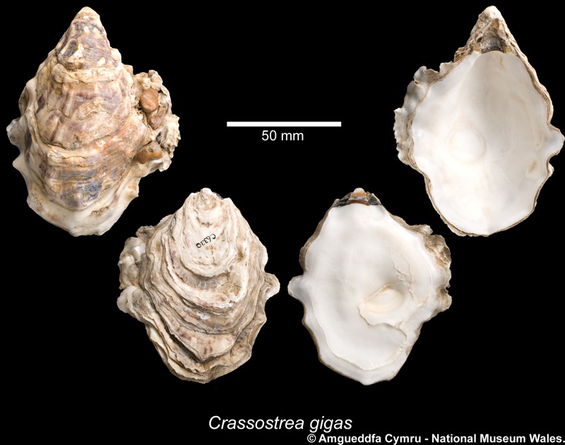 Crassostrea gigas (Thunberg, 1793)