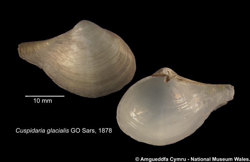 Cuspidaria glacialis (G O Sars, 1878)