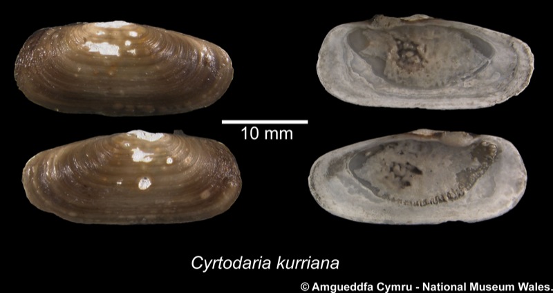 Cyrtodaria kurriana Dunker, 1861