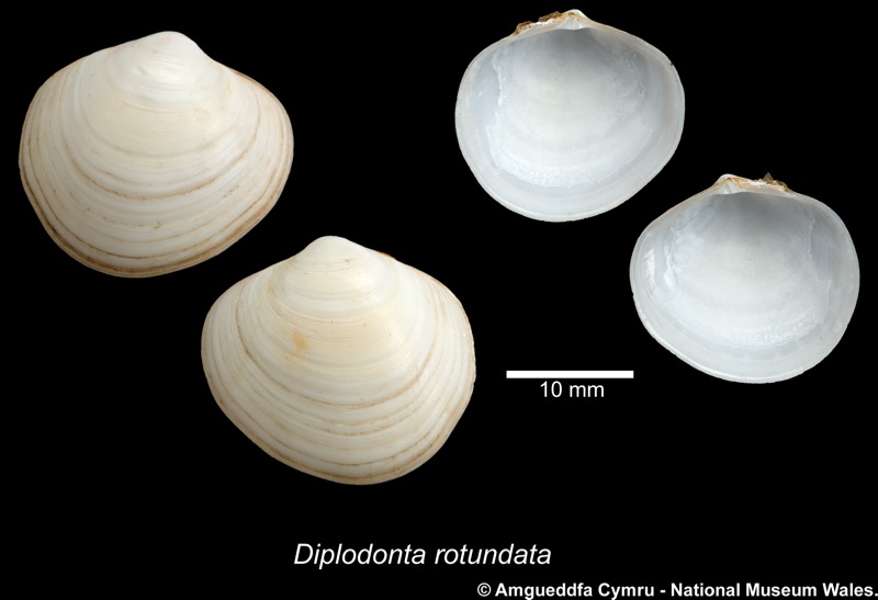 Diplodonta rotundata (Montagu, 1803)