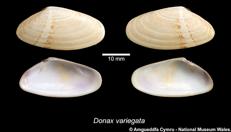 Donax (Capsella) variegata (Gmelin, 1791)