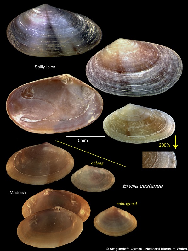 Ervilia castanea (Montagu, 1803)