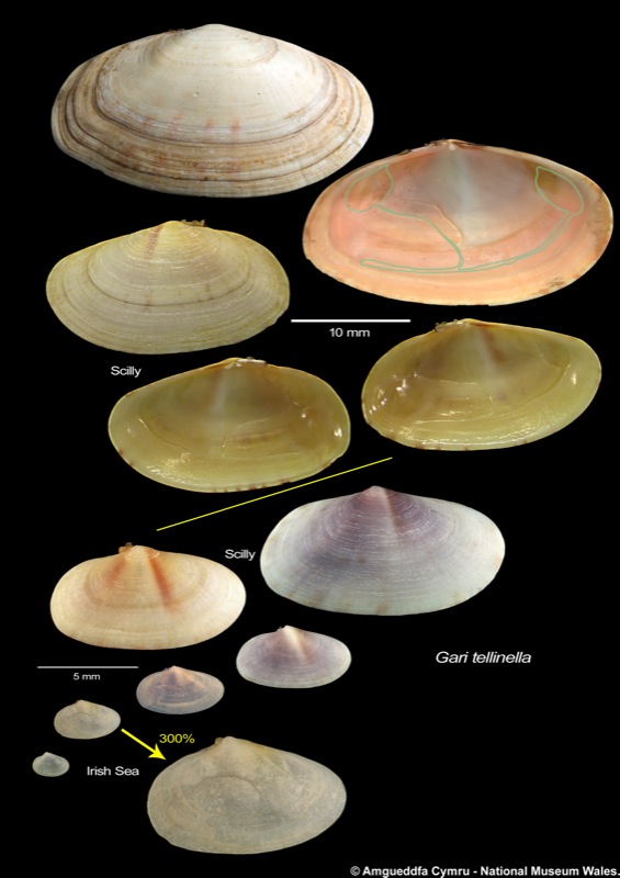 Gari tellinella (Lamarck, 1818)