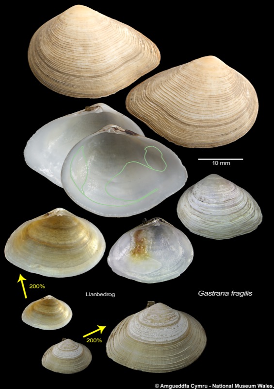 Gastrana fragilis (Linnaeus, 1758)