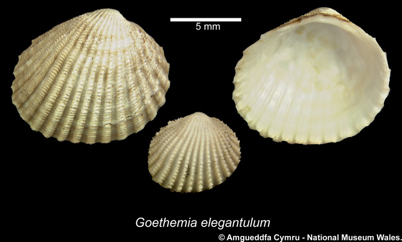 Goethemia elegantula (Møller, 1842)