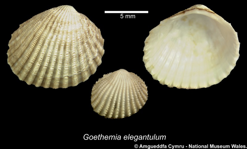 Goethemia elegantula (Møller, 1842)