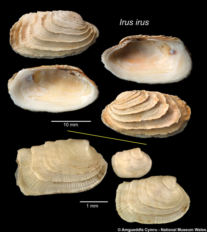 Irus irus (Linnaeus, 1758)