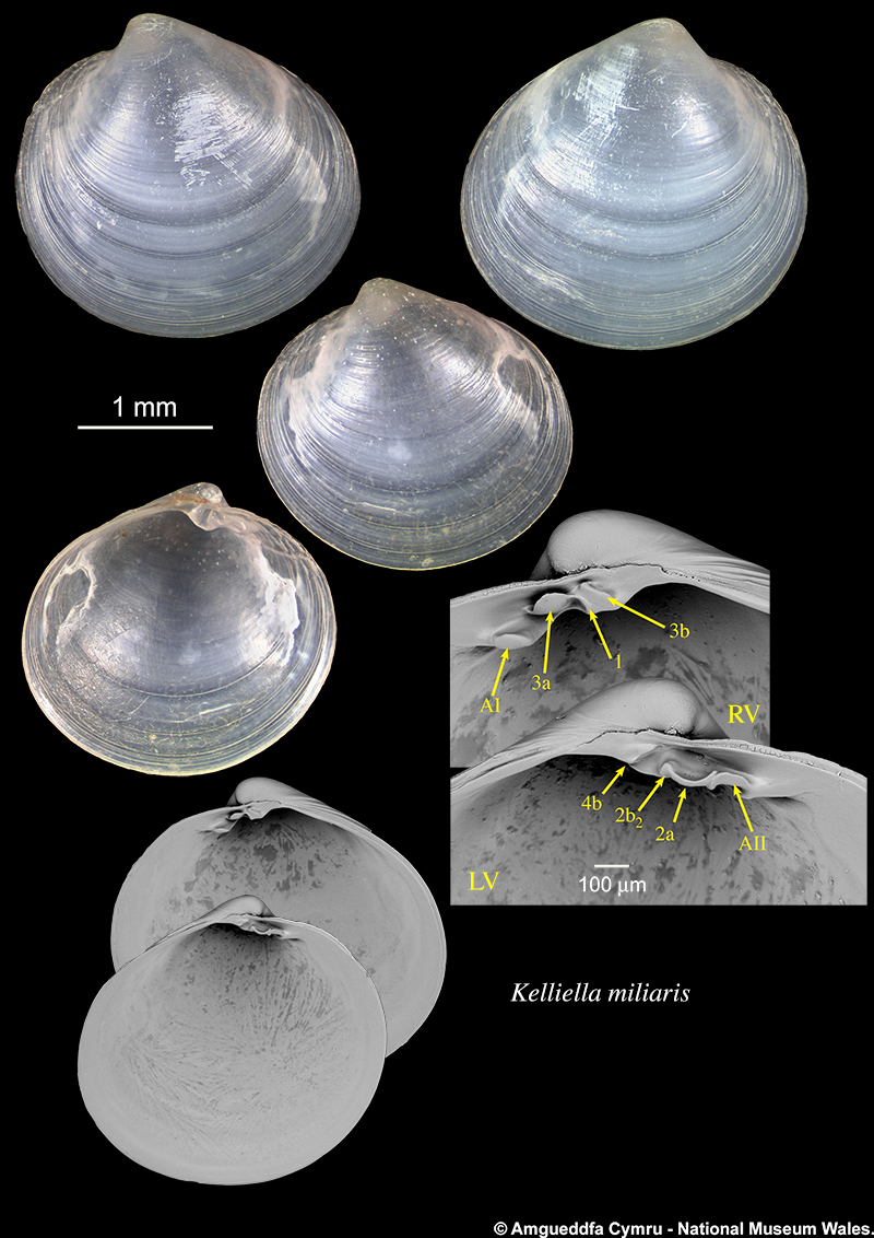 Kelliella miliaris (Philippi, 1844)