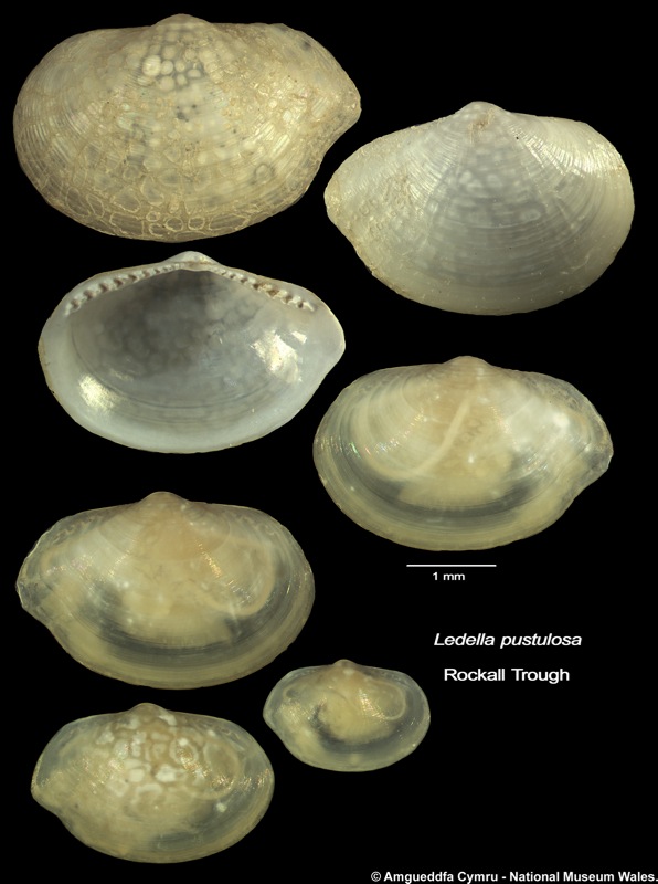 Ledella pustulosa (Jeffreys, 1876)