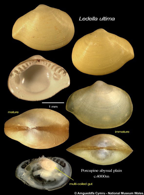 Ledella ultima (E A Smith, 1885)