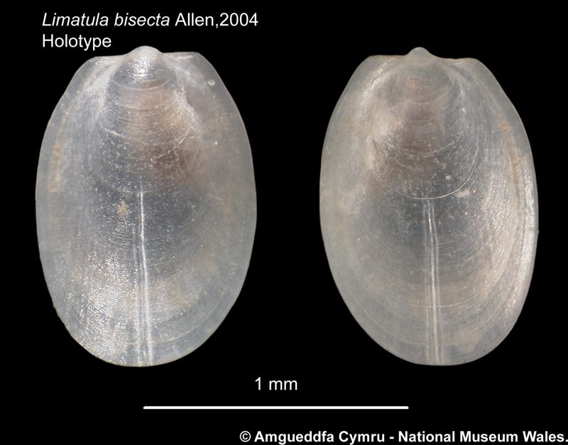 Limatula bisecta Allen, 2004