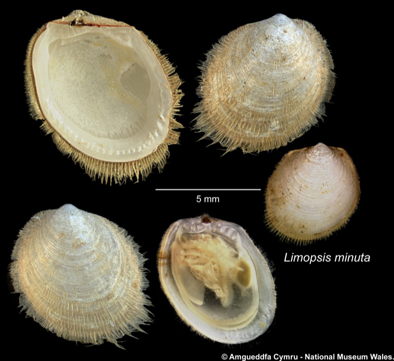 Limopsis minuta (Philippi, 1836)