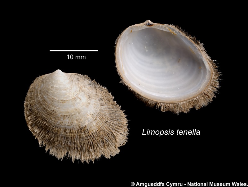 Limopsis tenella Jeffreys, 1876