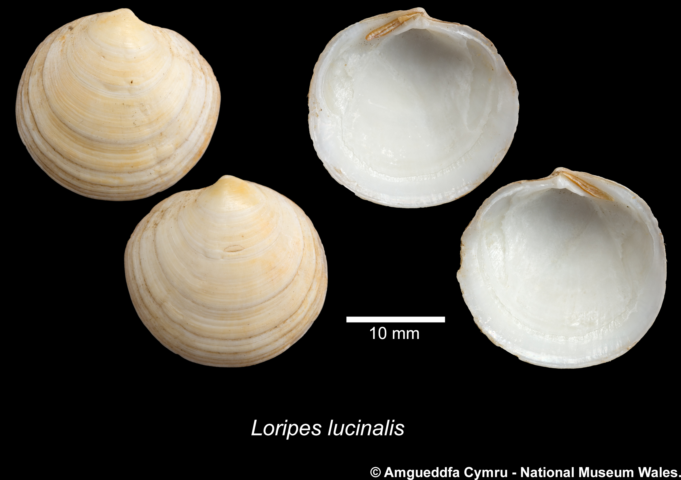 Loripes lucinalis ((Lamarck, 1818))