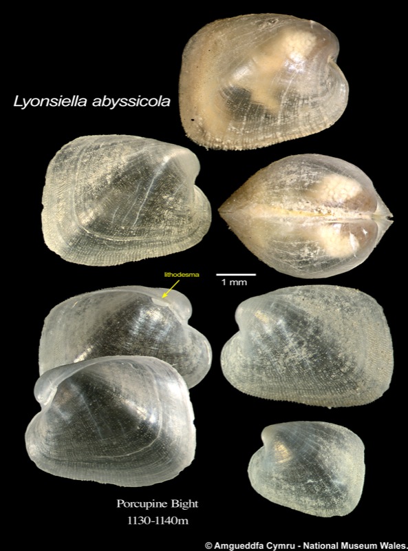 Lyonsiella abyssicola G O Sars, 1872