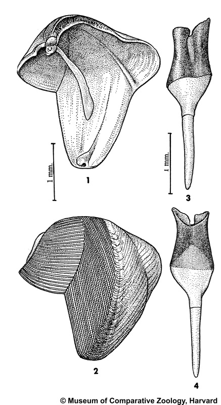 Lyrodus bipartitus (Jeffreys, 1860)