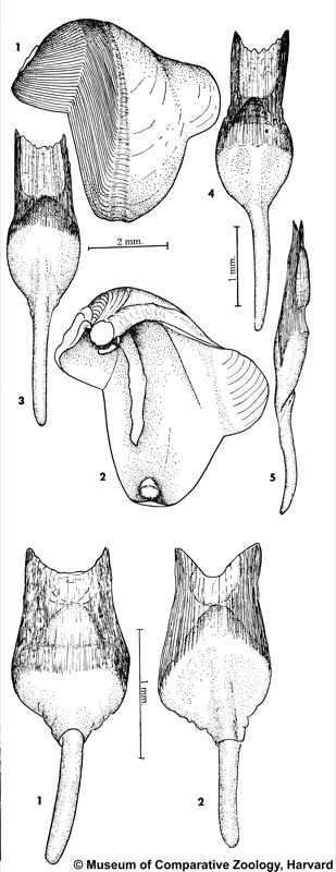 Lyrodus pedicellatus (Quatrefages, 1849)