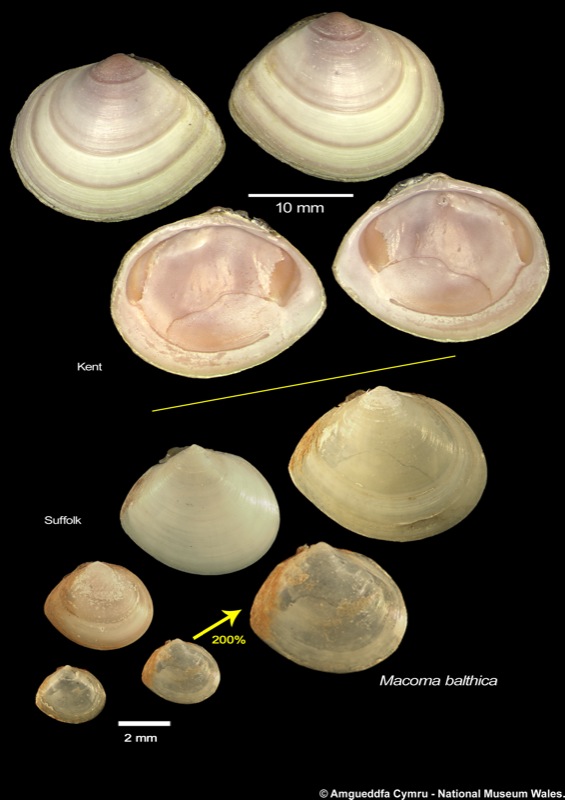 Macoma balthica (Linnaeus, 1758)