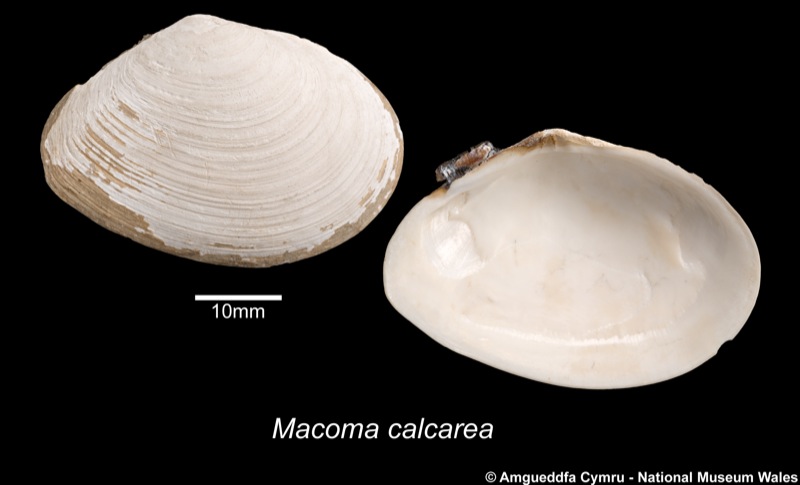 Macoma calcarea (Gmelin, 1791)