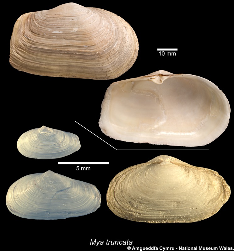 Mya truncata Linnaeus, 1758