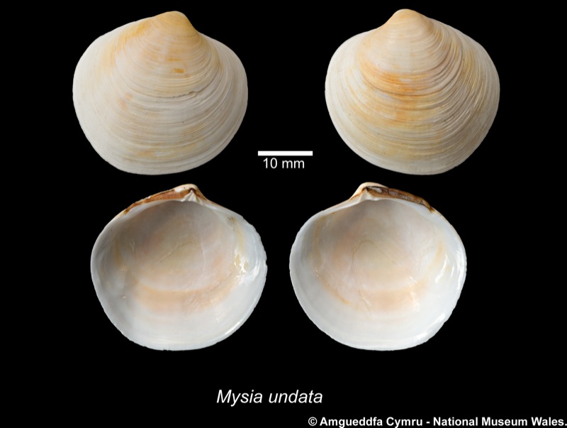 Mysia undata (Pennant, 1777)