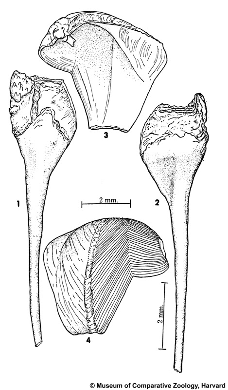 Nausitora fusticulus (Jeffreys, 1860)