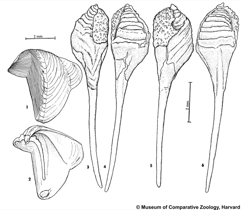 Nausitora fusticulus (Jeffreys, 1860)