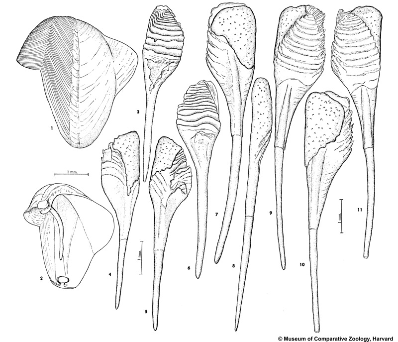 Nausitora fusticulus (Jeffreys, 1860)