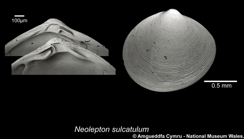 Neolepton sulcatulum (Jeffreys, 1859)