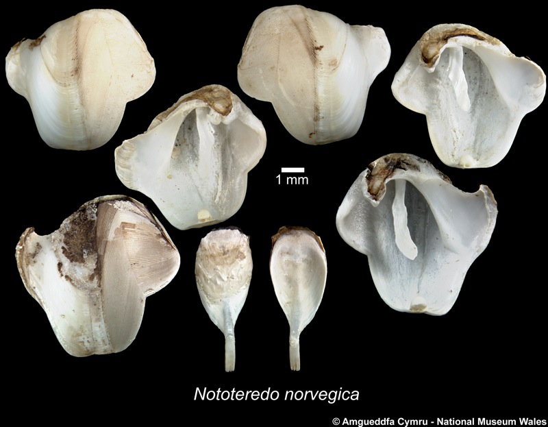 Nototeredo norvagica (Spengler, 1792)