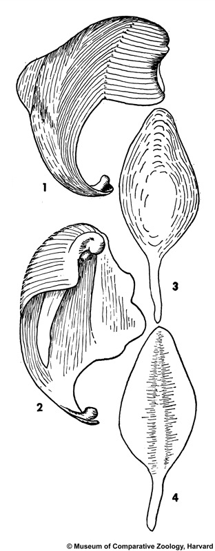 Nototeredo norvagica (Spengler, 1792)