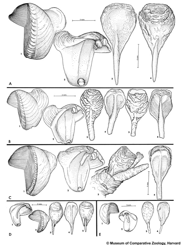 Nototeredo norvagica (Spengler, 1792)