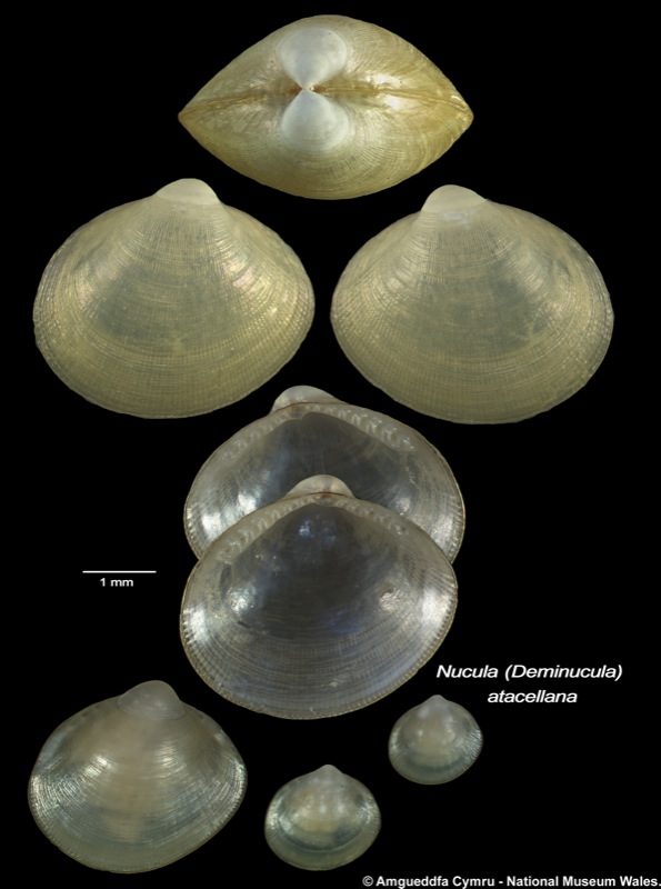 Nucula atacellana Schenck, 1939