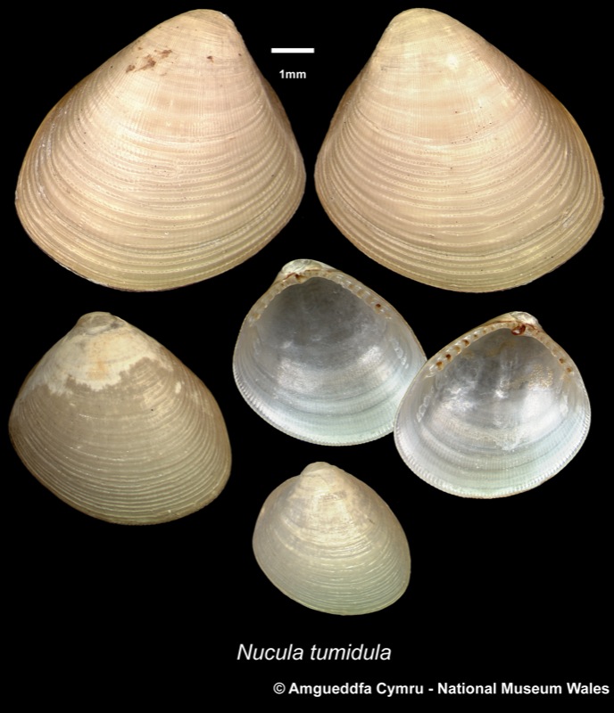 Nucula tumidula Malm, 1861