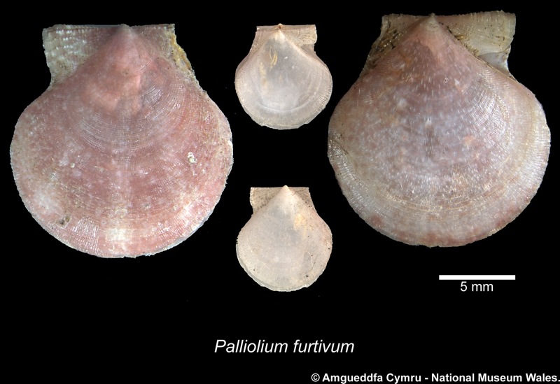 Ostrea equestris Say, 1834