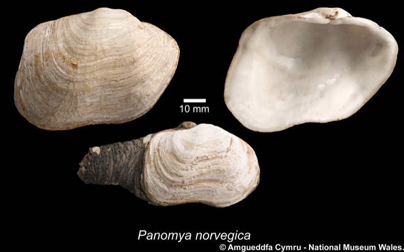 Panomya norvegica (Spengler, 1793)