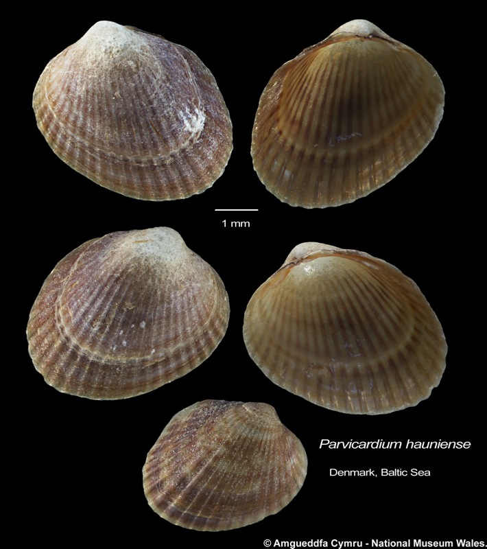 Parvicardium hauniense (Petersen & Russell, 1971)