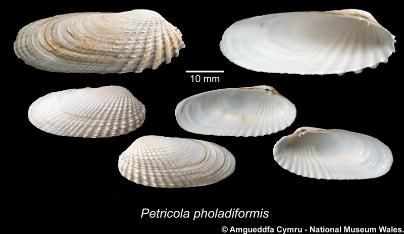 Petricolaria pholadiformis (Lamarck, 1818)