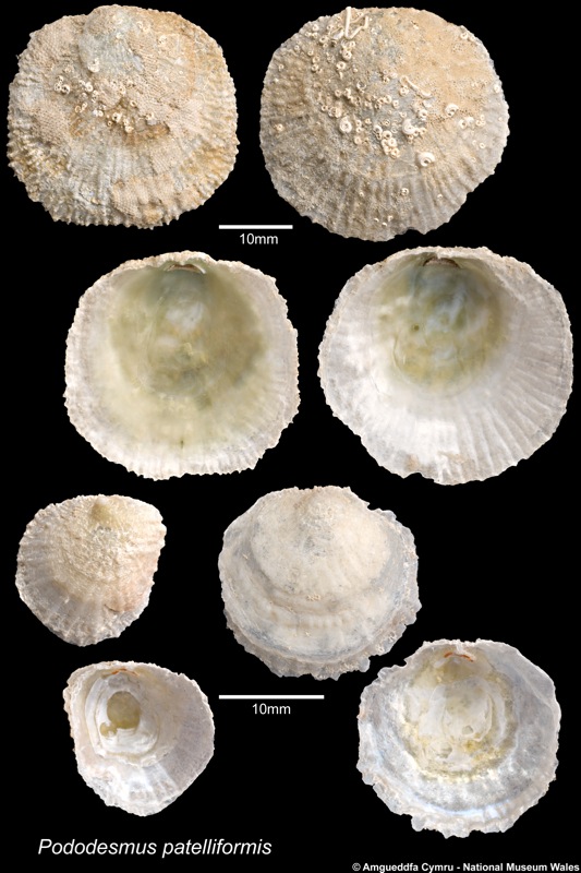 Pododesmus patelliformis (Linnaeus, 1761)