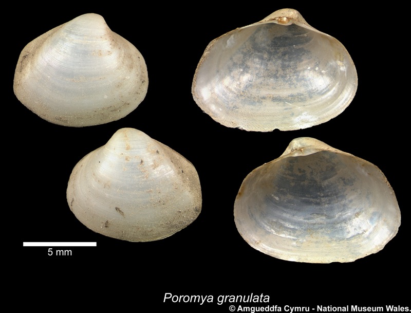 Poromya granulata (Nyst & Westendorp, 1839)